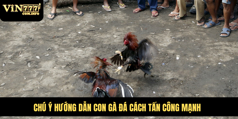 Những Chú Gà Chạy Kiệu Nhanh Nhẹn Và Rất Khó Bị Đánh Bại 3 Chú ý hướng dẫn con gà đá cách tấn công mạnh