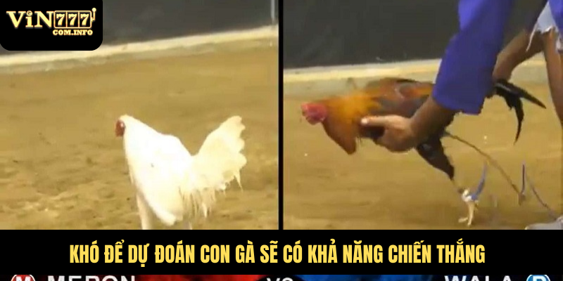 Những Chú Gà Chạy Kiệu Nhanh Nhẹn Và Rất Khó Bị Đánh Bại 4 Khó để dự đoán con gà sẽ có khả năng chiến thắng